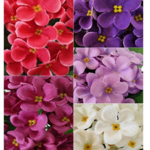 buque_de_violeta_aveludada-cores