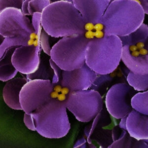 buque_de_violeta_aveludada-roxa