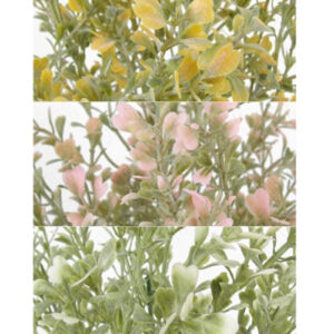 folhagem_eucalipto-2