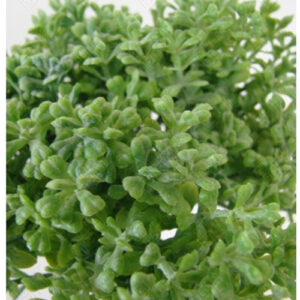 maco_de_folhas_nevado-2