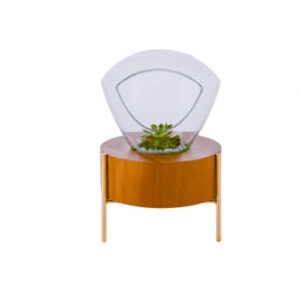 terrario_cupula_pequena